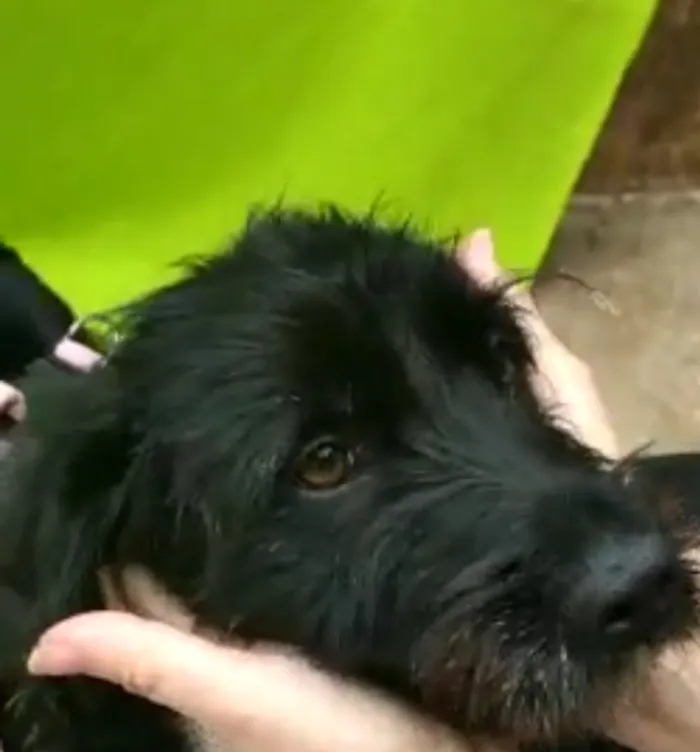 Cachorro ra a Srd idade 1 ano nome Lana