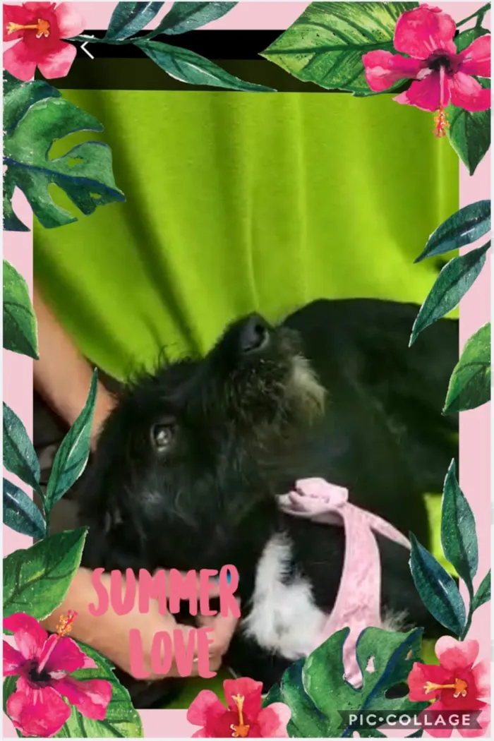Cachorro ra a Srd idade 1 ano nome Lana