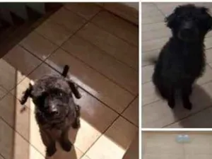 Cachorro raça Poodle misturado idade 3 anos nome Yarroi