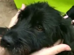 Cachorro raça Srd idade 1 ano nome Lana