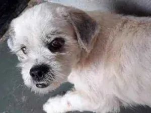 Cachorro raça Lasha Apso idade 3 anos nome Joãozinho