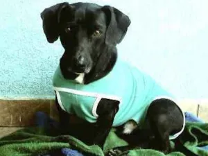 Cachorro raça  idade 1 ano nome Nego 