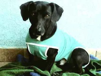 Cachorro ra a  idade 1 ano nome Nego 