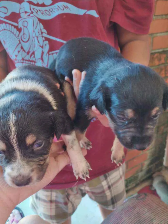 Cachorro ra a Virá lata idade Abaixo de 2 meses nome Não tem nome