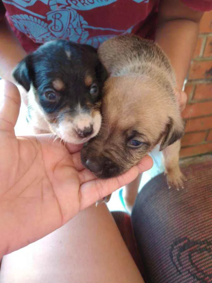 Cachorro ra a Virá lata idade Abaixo de 2 meses nome Não tem nome