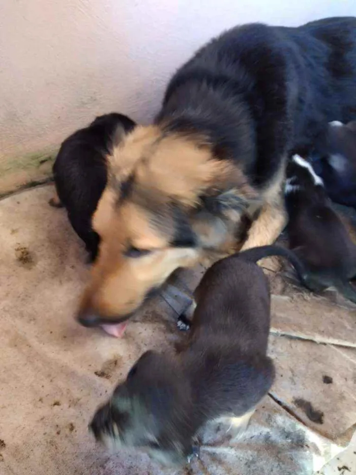 Cachorro ra a Virá lata idade Abaixo de 2 meses nome Não tem nome