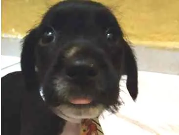 Cachorro raça SRD idade Abaixo de 2 meses nome Filhoes2