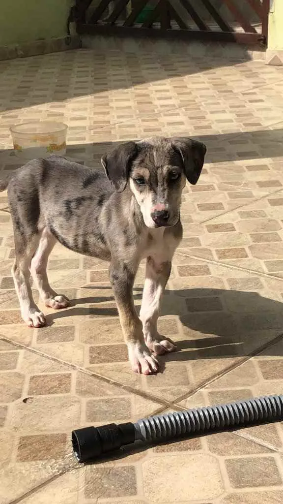 Cachorro ra a SRD idade 2 a 6 meses nome Astro