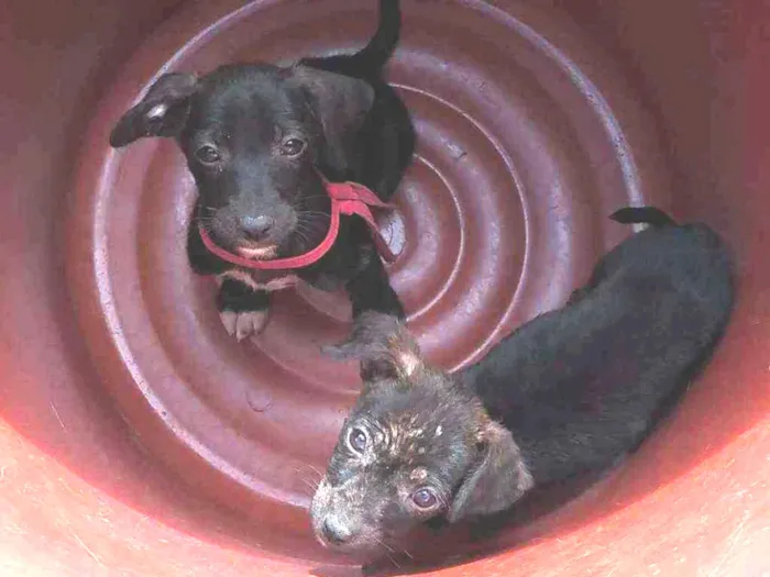 Cachorro raça Vira-lata idade 2 a 6 meses nome Anjinho e Foguetinho