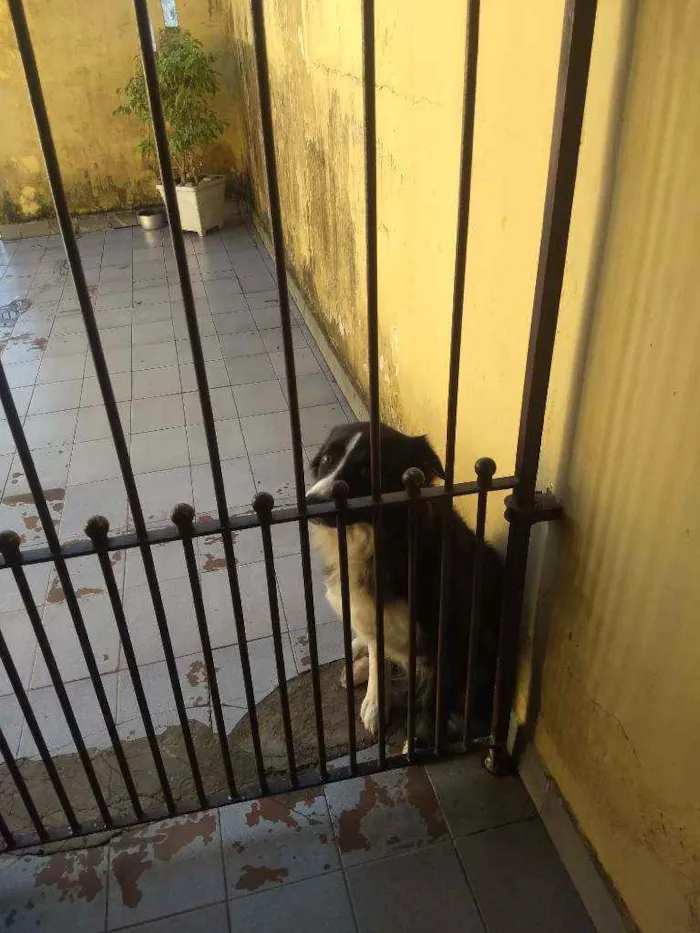 Cachorro ra a Badycoller idade 2 anos nome Negão