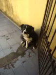 Negão
