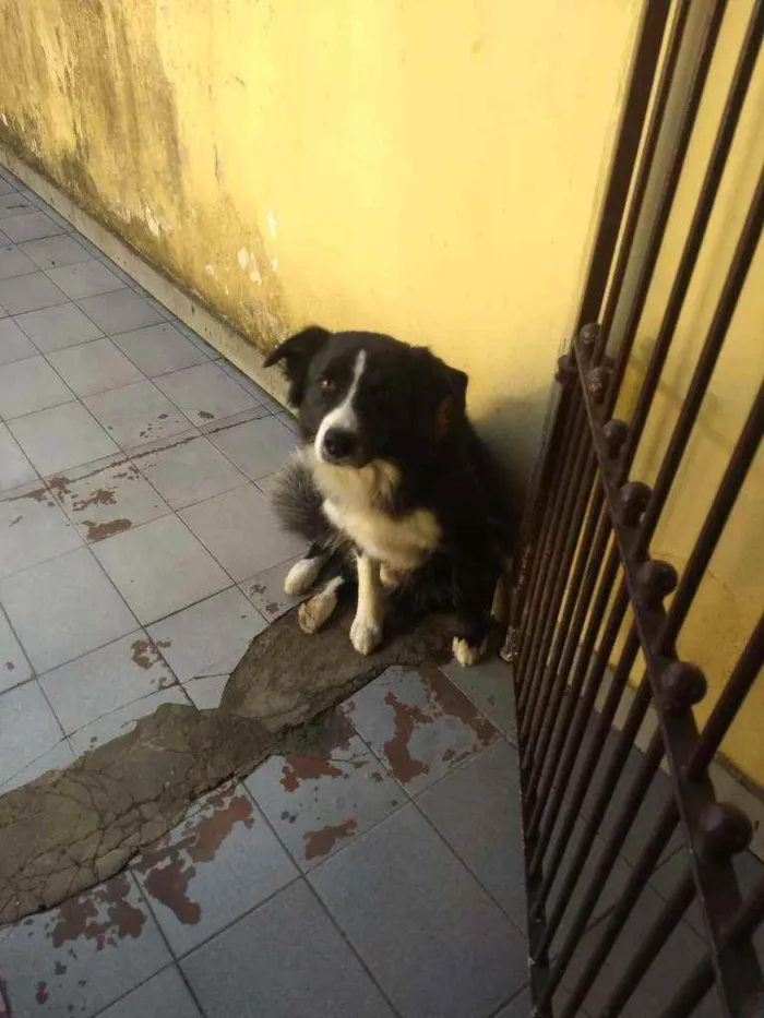 Cachorro ra a Badycoller idade 2 anos nome Negão