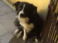 Negão