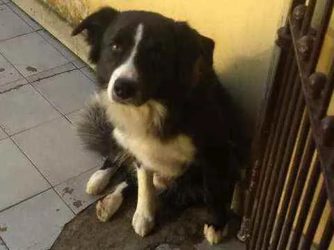 Cachorro ra a Badycoller idade 2 anos nome Negão
