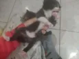 Gatinha