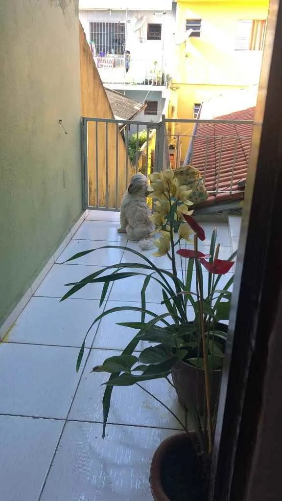 Cachorro ra a Shirt-su idade 1 ano nome Max