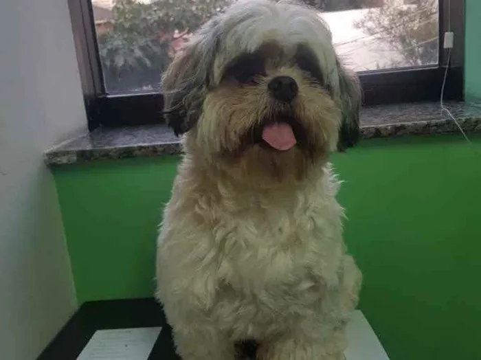 Cachorro ra a Shirt-su idade 1 ano nome Max