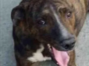 Cachorro raça SRD idade 2 anos nome Tairone