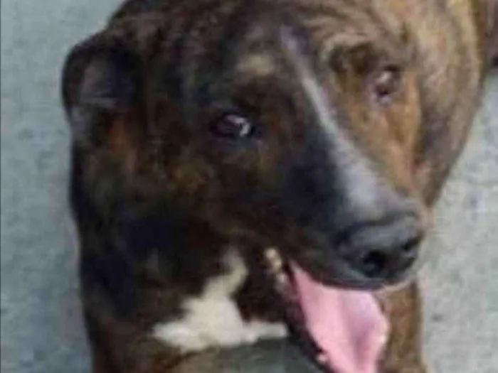 Cachorro ra a SRD idade 2 anos nome Tairone