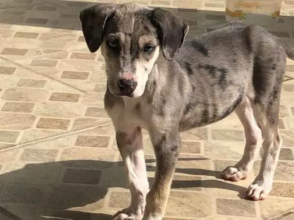 Cachorro ra a SRD idade 2 a 6 meses nome Astro