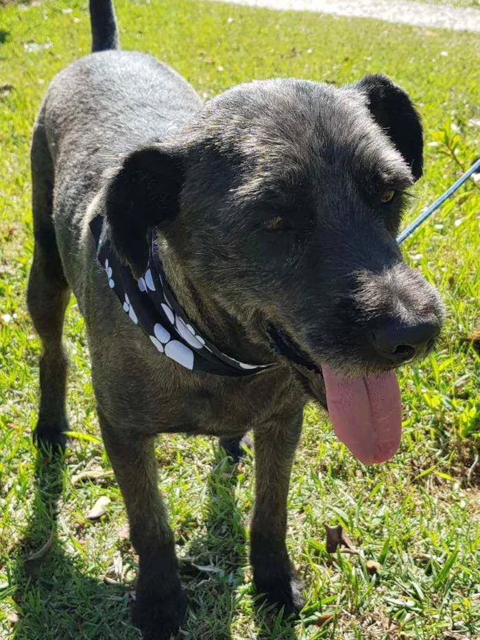 Cachorro ra a Srd idade 4 anos nome Sansão