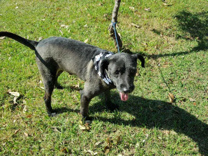 Cachorro ra a Srd idade 4 anos nome Sansão