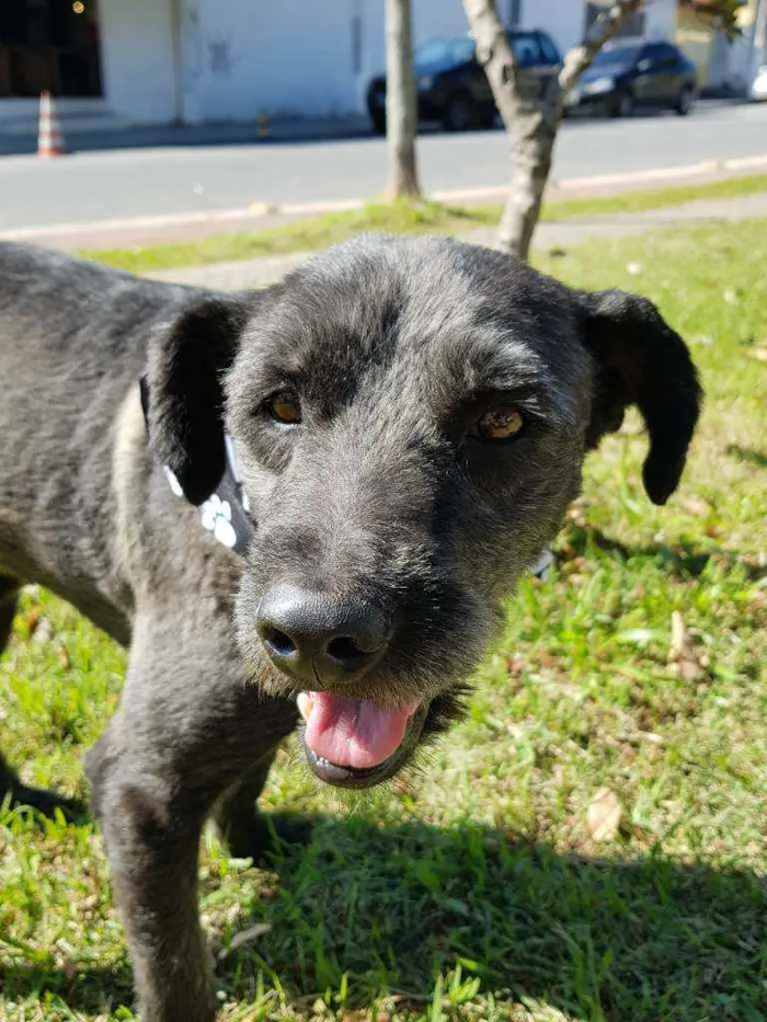 Cachorro ra a Srd idade 4 anos nome Sansão