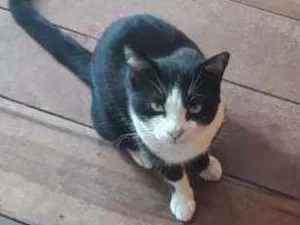 Gato raça  idade  nome Frajola