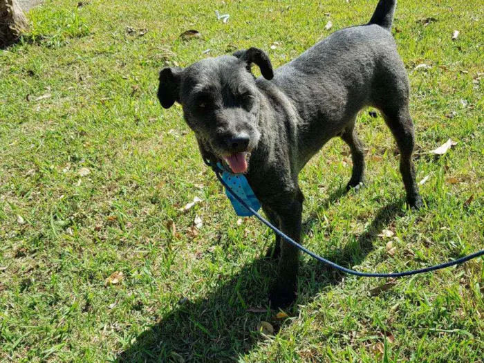 Cachorro ra a Srd idade 4 anos nome Sansão