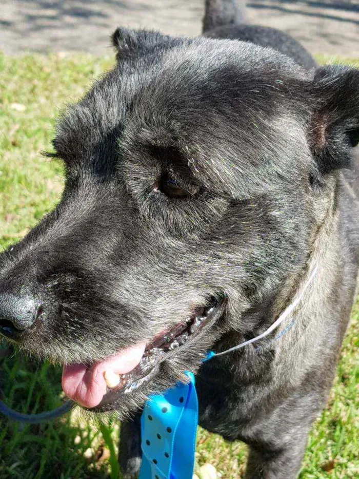 Cachorro ra a Srd idade 4 anos nome Sansão
