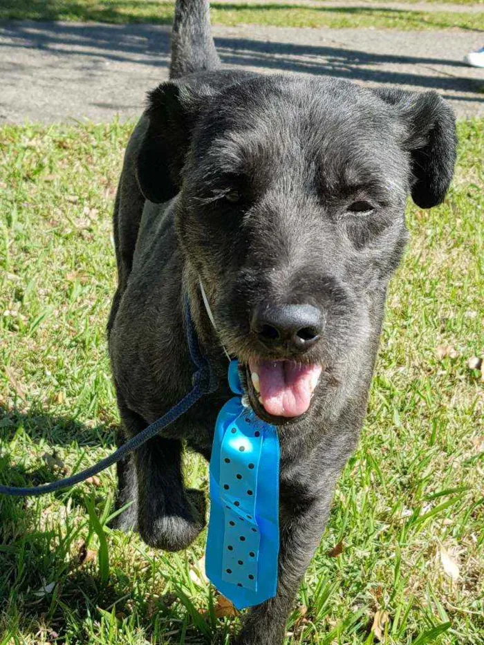 Cachorro ra a Srd idade 4 anos nome Sansão