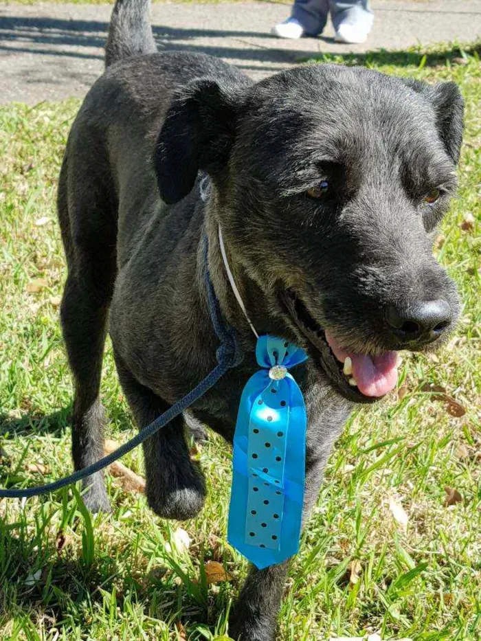 Cachorro ra a Srd idade 4 anos nome Sansão
