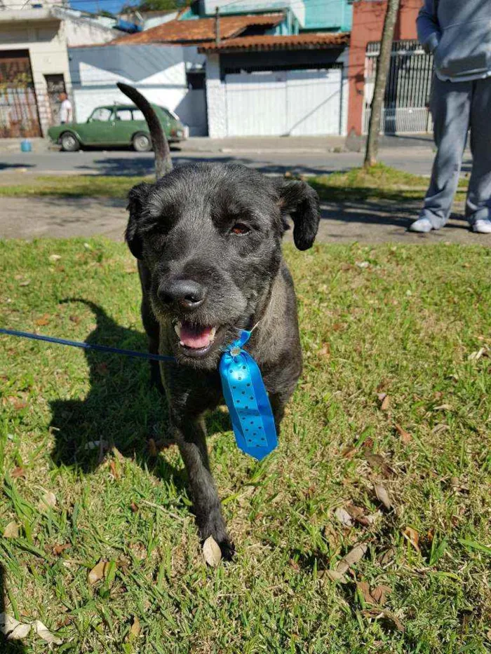 Cachorro ra a Srd idade 4 anos nome Sansão