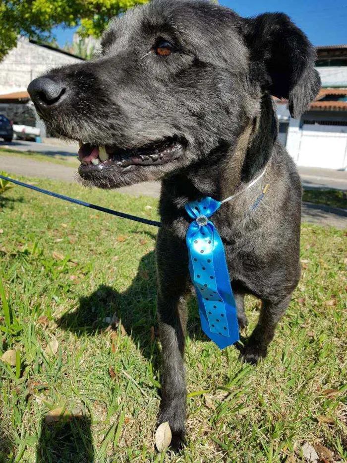 Cachorro ra a Srd idade 4 anos nome Sansão