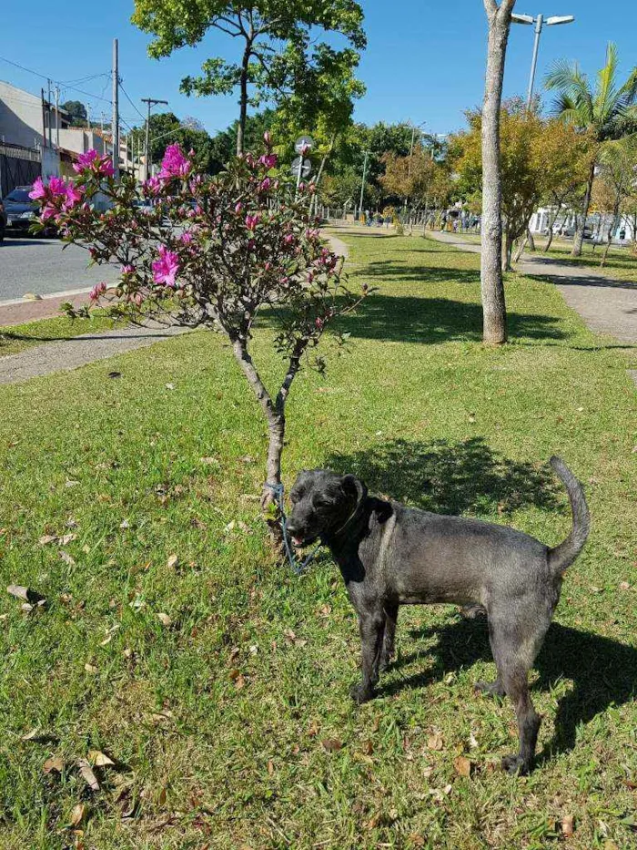Cachorro ra a Srd idade 4 anos nome Sansão