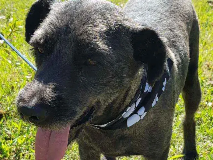 Cachorro ra a Srd idade 4 anos nome Sansão