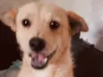 Cachorro raça SRD idade 1 ano nome Nina