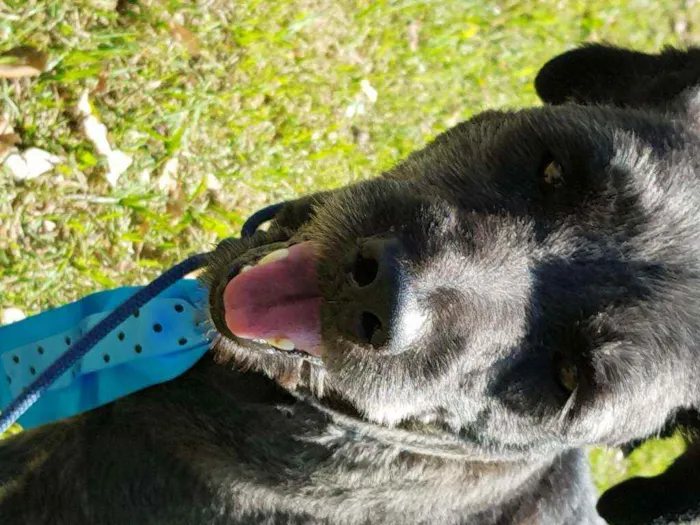 Cachorro ra a Srd idade 4 anos nome Sansão