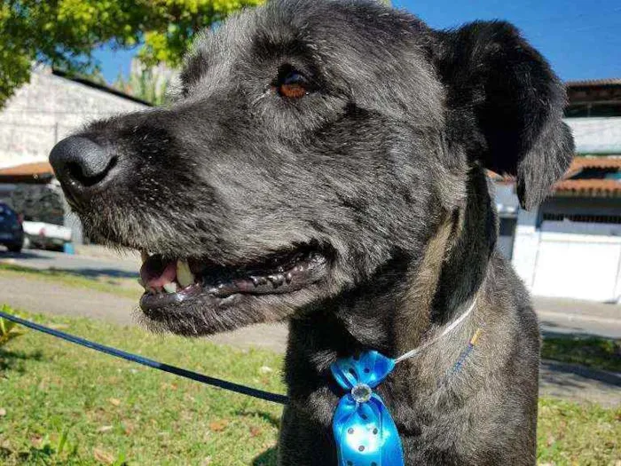 Cachorro ra a Srd idade 4 anos nome Sansão