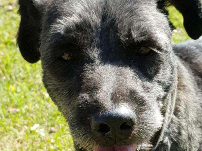 Cachorro ra a Srd idade 4 anos nome Sansão