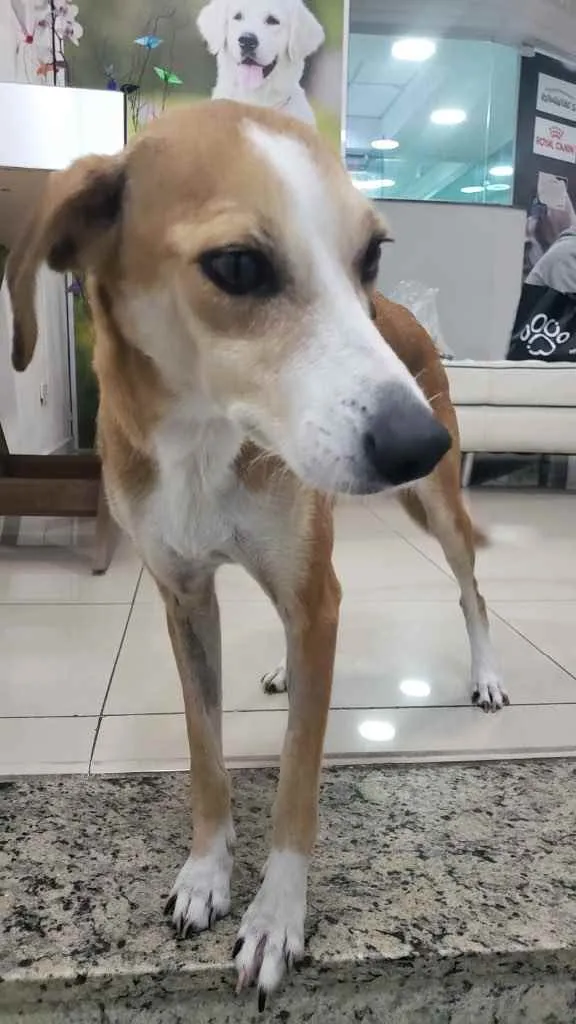 Cachorro ra a SRD idade 2 anos nome Vicky