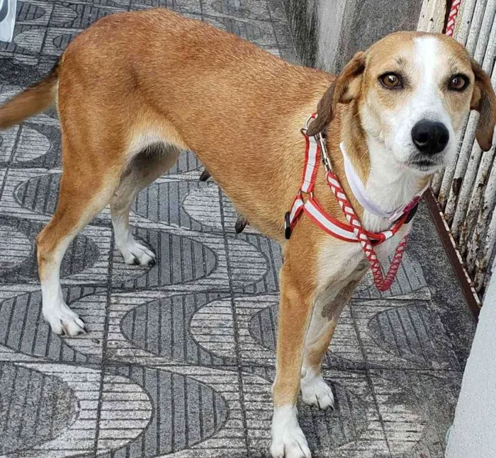 Cachorro ra a SRD idade 2 anos nome Vicky