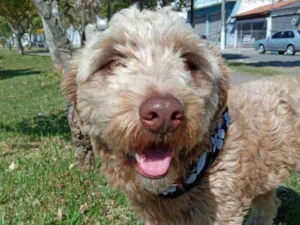 Cachorro raça Poodle idade 2 anos nome TOMMY