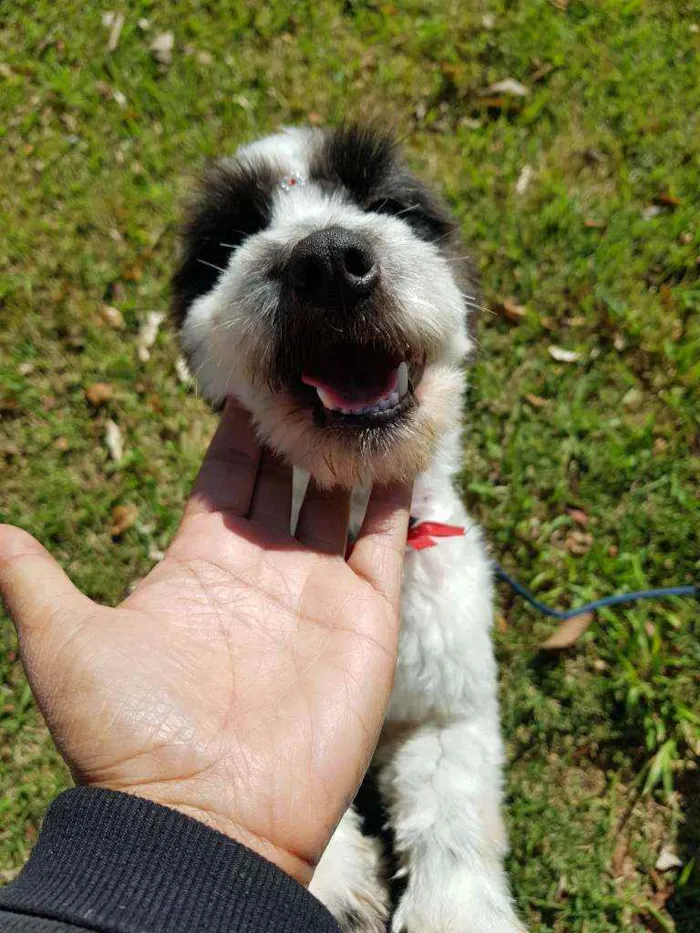 Cachorro ra a Srd  idade 1 ano nome TIFANY