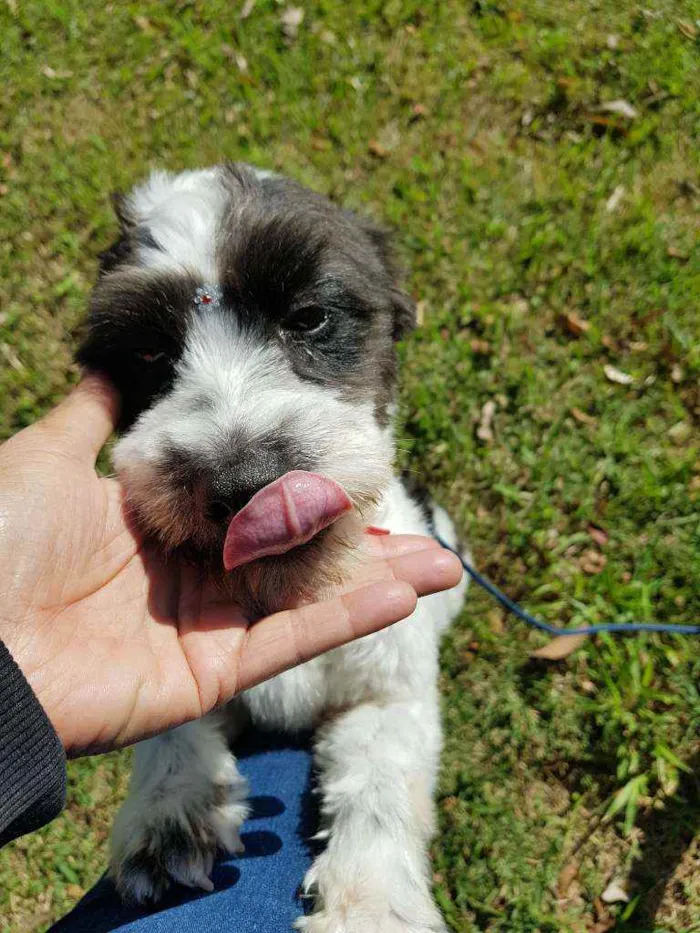Cachorro ra a Srd  idade 1 ano nome TIFANY