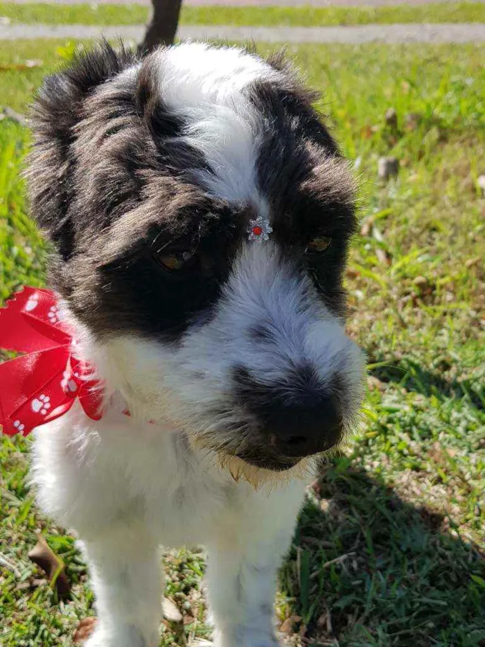 Cachorro ra a Srd  idade 1 ano nome TIFANY