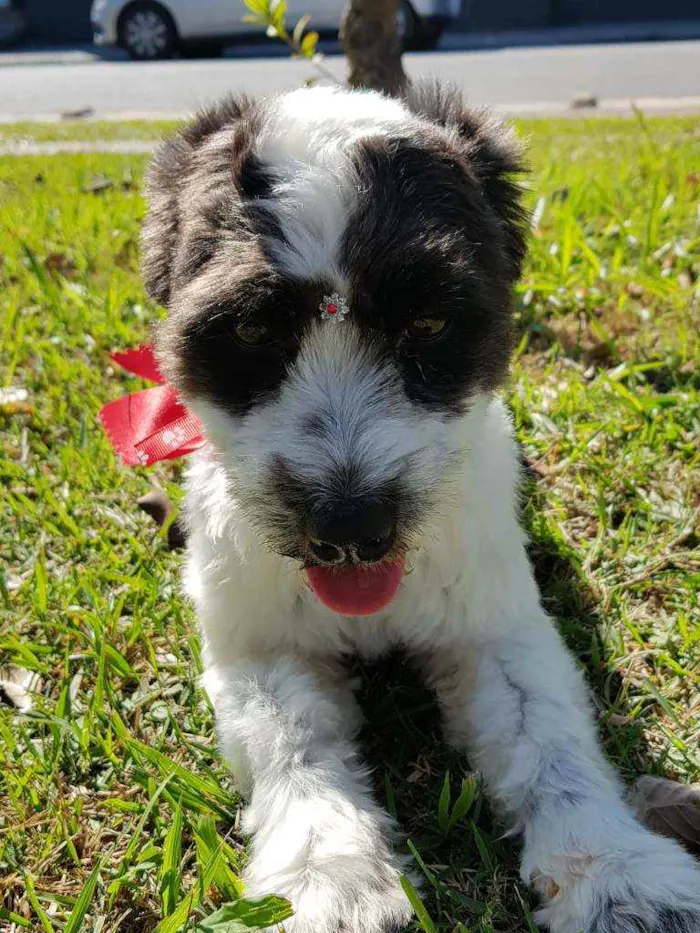 Cachorro ra a Srd  idade 1 ano nome TIFANY