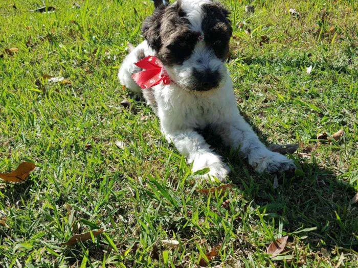 Cachorro ra a Srd  idade 1 ano nome TIFANY