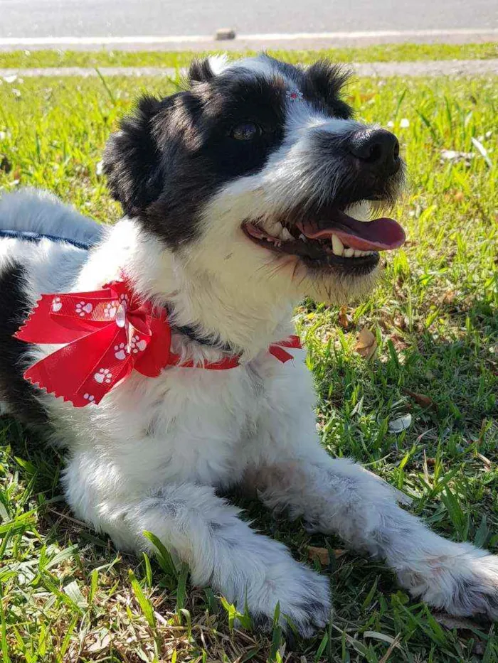 Cachorro ra a Srd  idade 1 ano nome TIFANY