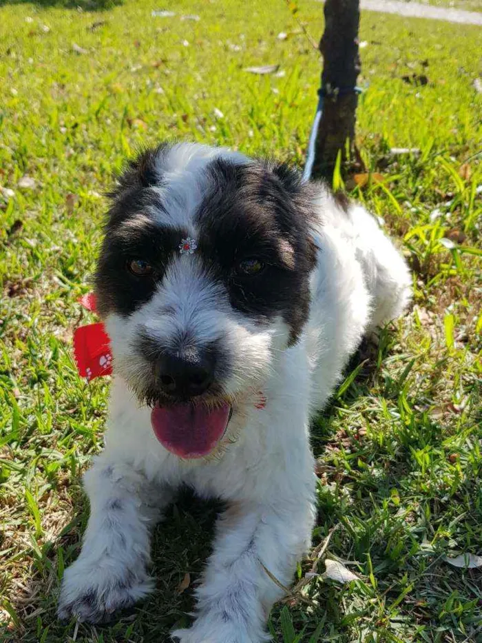 Cachorro ra a Srd  idade 1 ano nome TIFANY